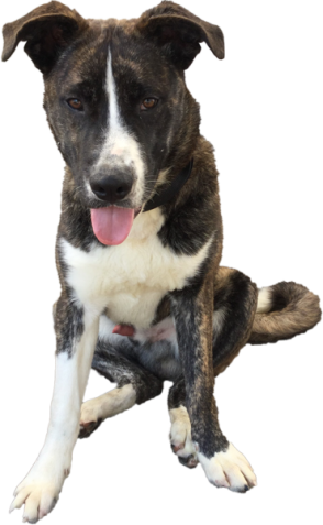 dog sitting with tongue out