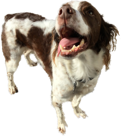 happy dog looking up