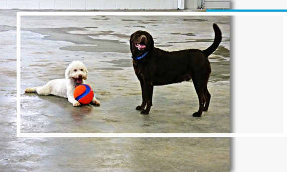 two dogs playing at play and stay resort